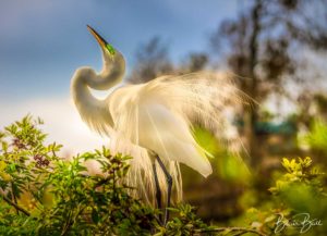 Florida Migratory Birds_©Blair Ball Photography