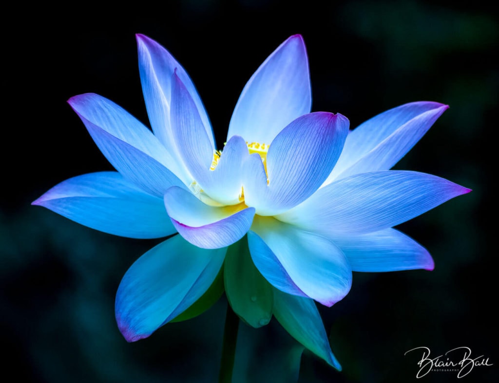 Macro Flower_©Blair Ball Photography Image