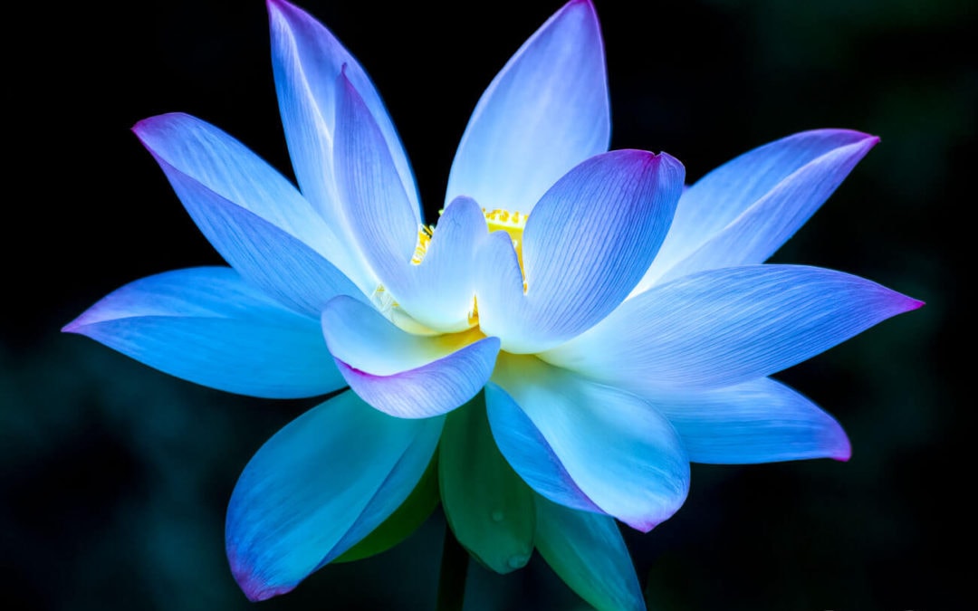 Macro Photography Top Tips