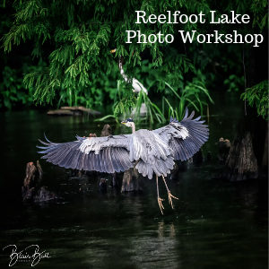 Reelfoot Lake Photo Workshop_© Ball Photography Image