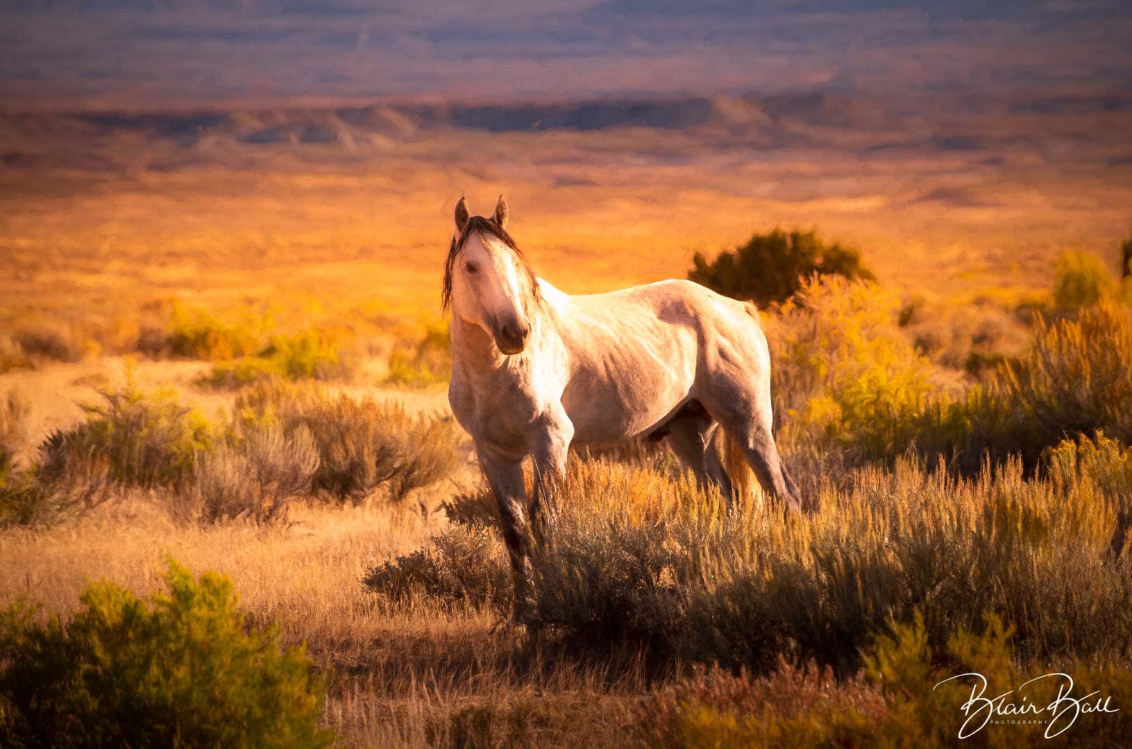 WIld Mustangs_Mixed Media_© Ball Photography Image