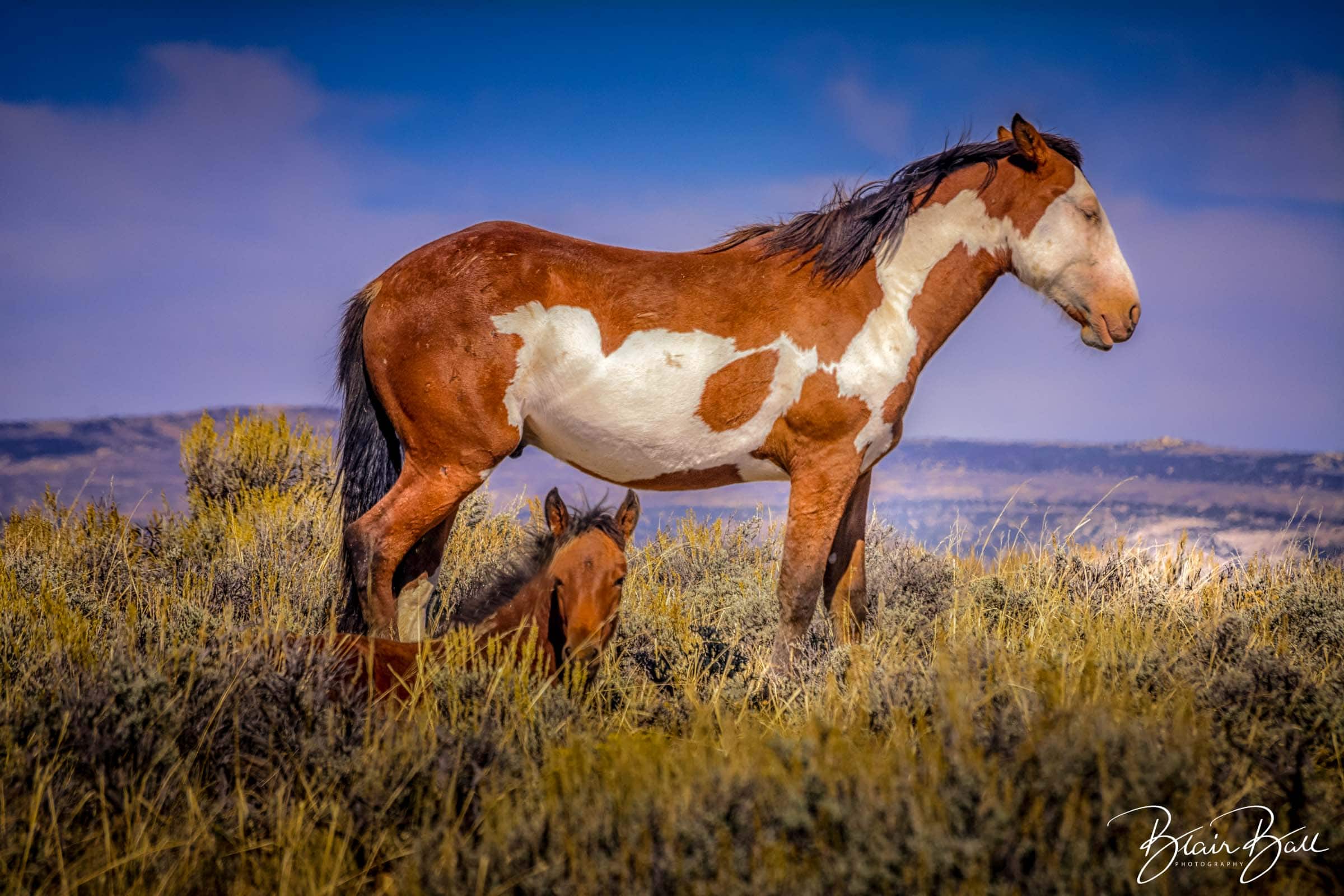 Wild Mustangs Colorado_©Blair Ball Photography