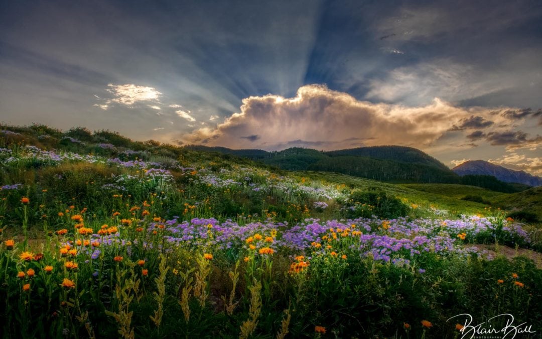 Wildflowers of Colorado