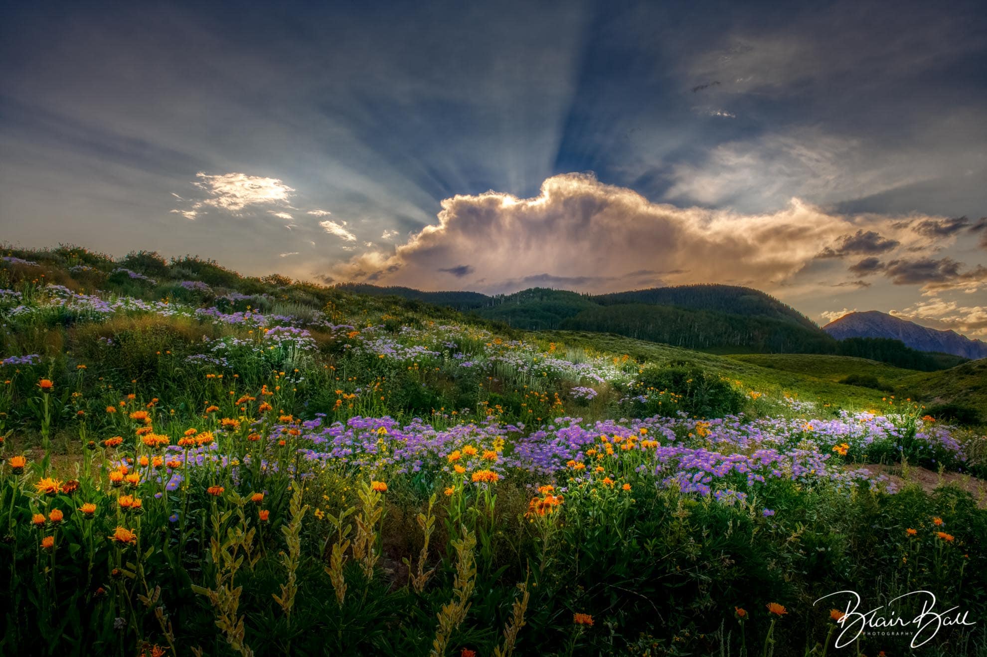Wildflowers Sunset Colorado_©Blair Ball Photography Image