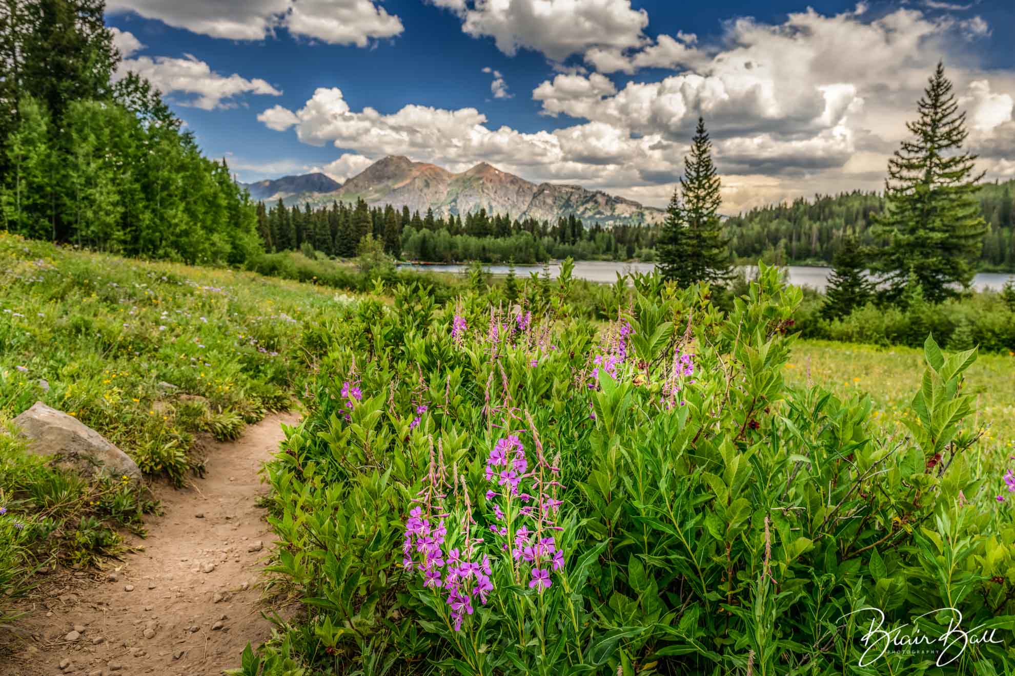 Wildflowers at Lost Lake Colorado_©Blair Ball Photography Image