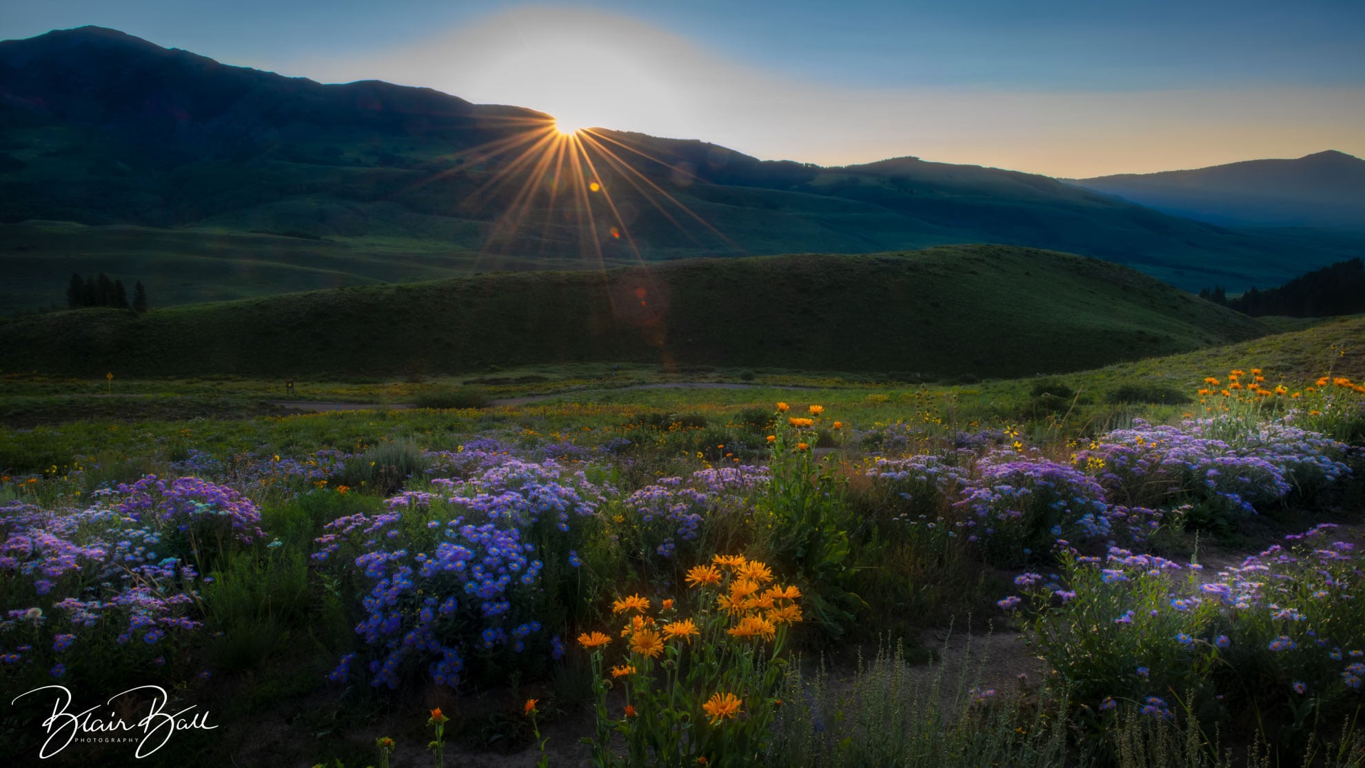 Lost Lake Colorado Wildflowers - ©Blair Ball Photography Image