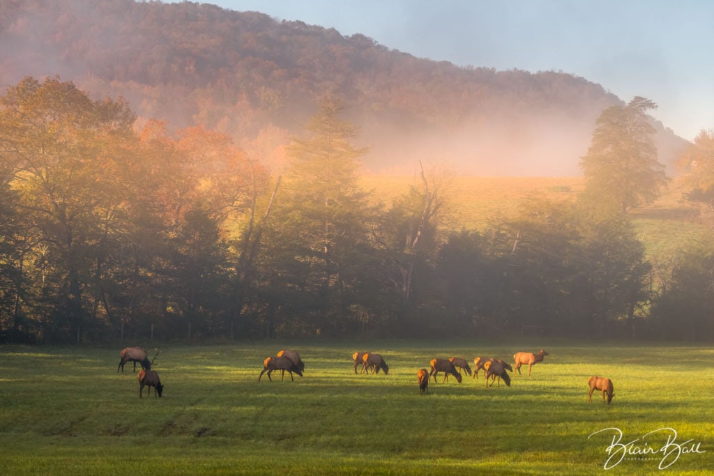 Arkansas Elk Grazing Time -©Blair Ball Photography Image