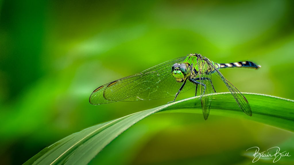 Dragonfly Macro Photography- ©Blair Ball Photography Image