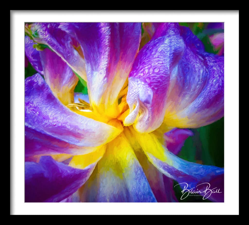 Memphis Botanical Garden Macro Flower - ©Blair Ball Photography