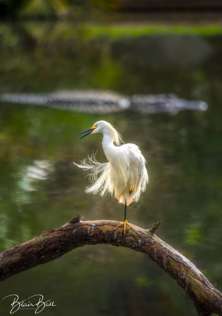 Florida Migratory_Snowy Egret Watching_©Blair Ball Photography