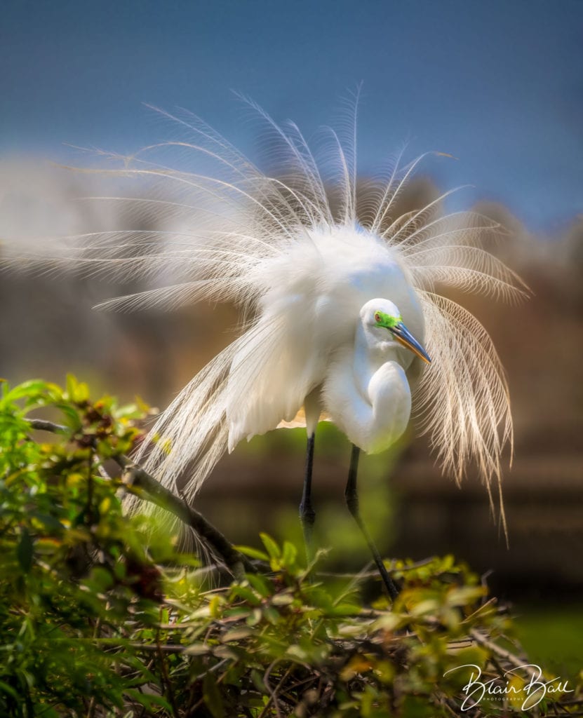 Florida Egret Spreading Feathers_©Blair Ball Photography