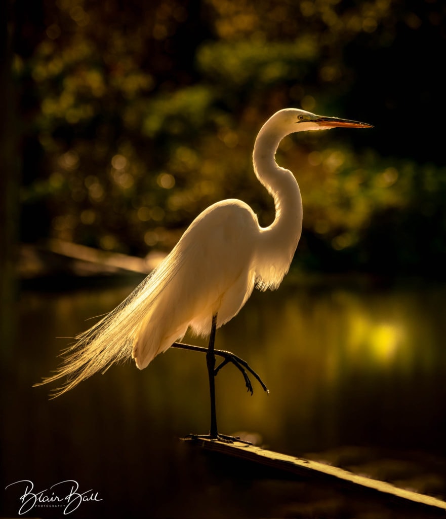 Florida Egret - Balancing Act - ©Blair Ball Photography Image