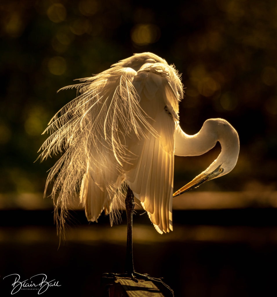 Florida Egret - Golden Morning - ©Blair Ball Photography Image