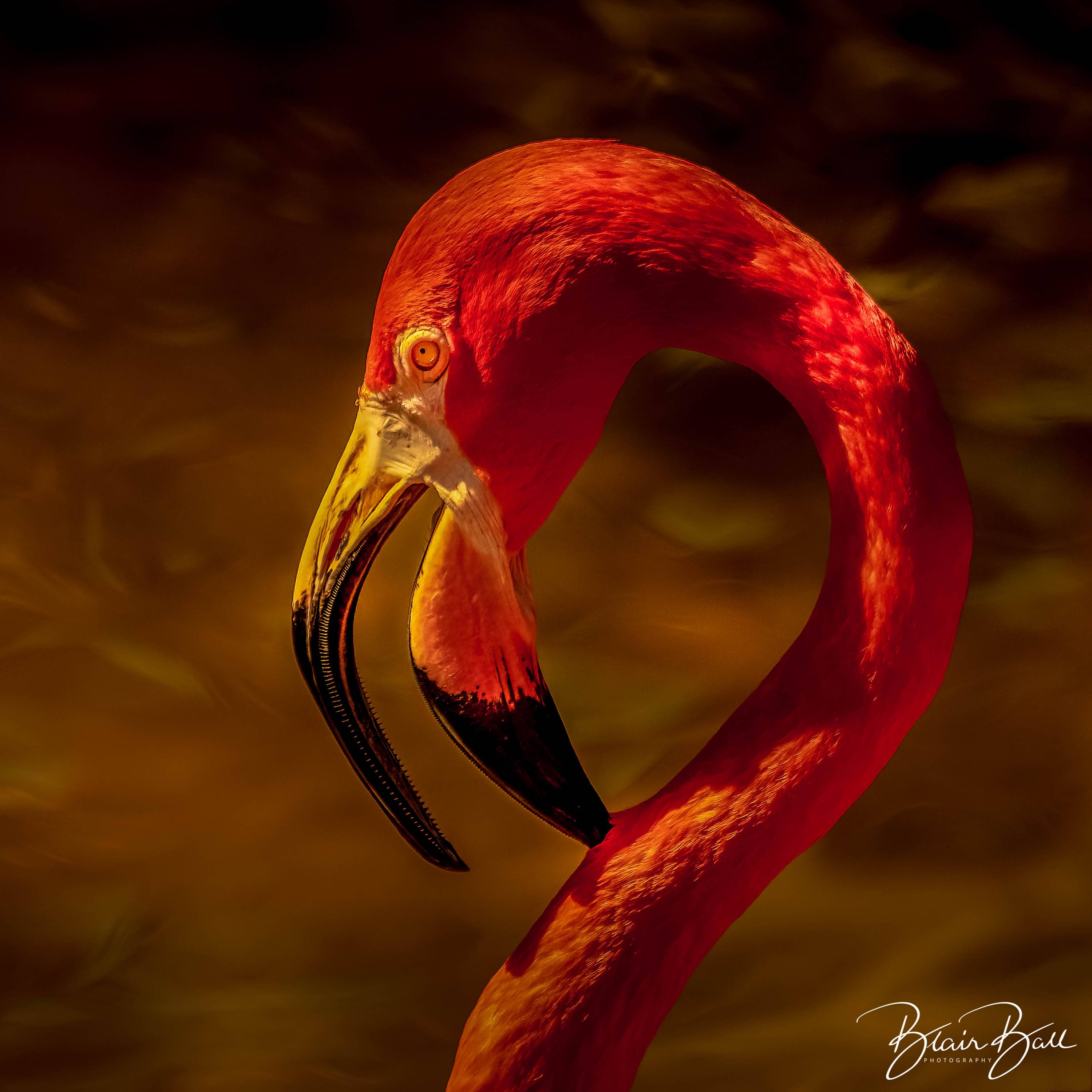 Florida Flamingo Portrait - ©Blair Ball Photography Image