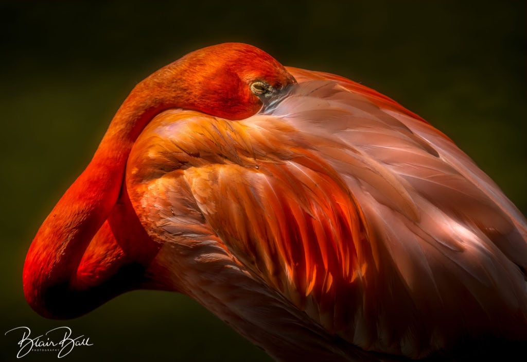 Florida Pink Flamingo_©Blair Ball Photography
