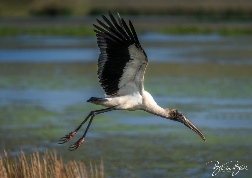 Florida Wood Stork_We have liftoff_©Blair Ball Photography