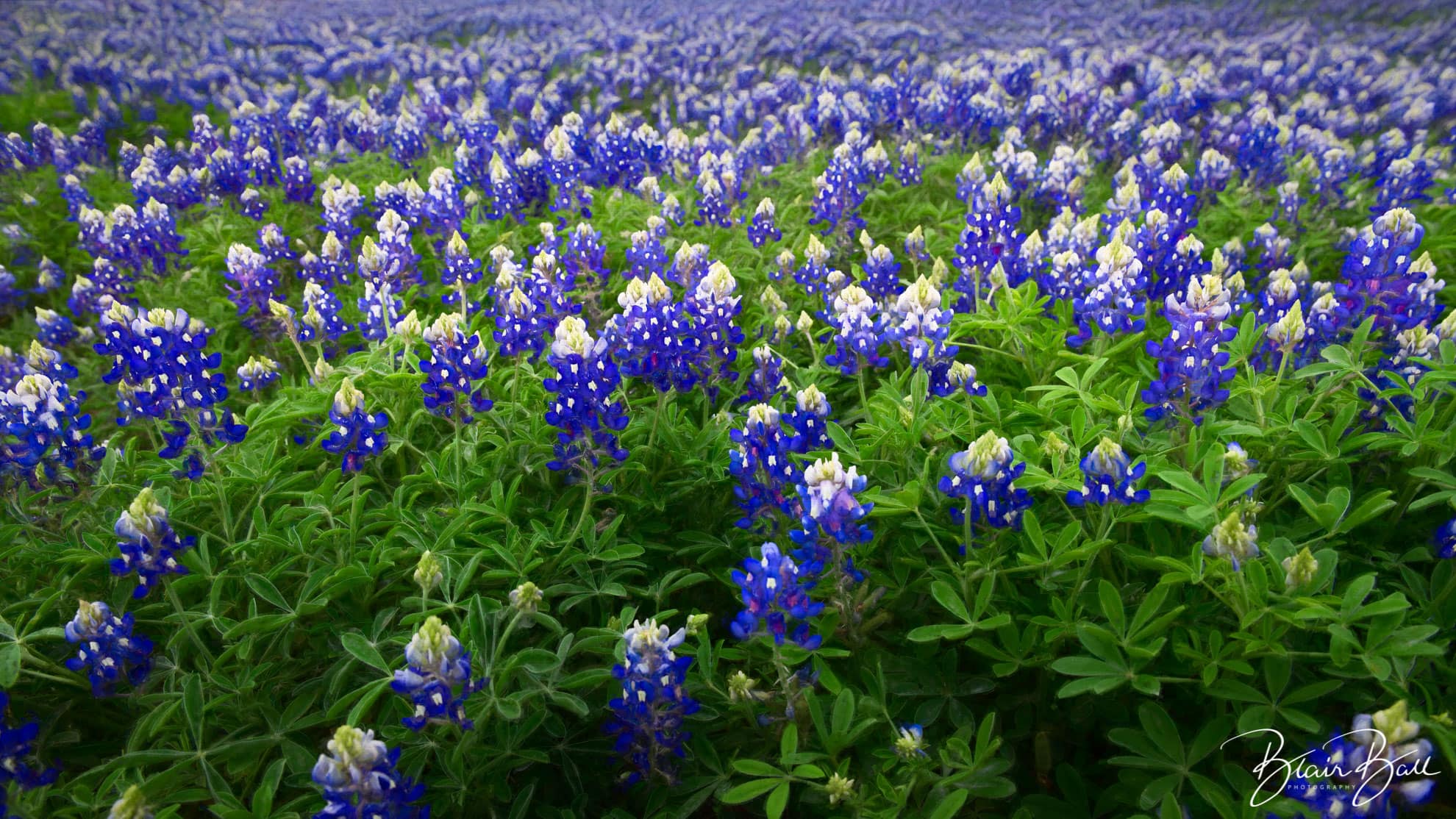 Texas Bluebonnet Field- ©Blair Ball Photography Image