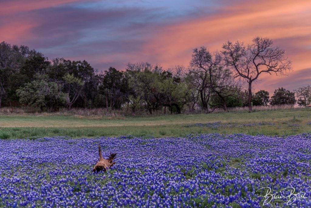 Texas Bluebonnets Dead Wood - ©Blair Ball Photography Image