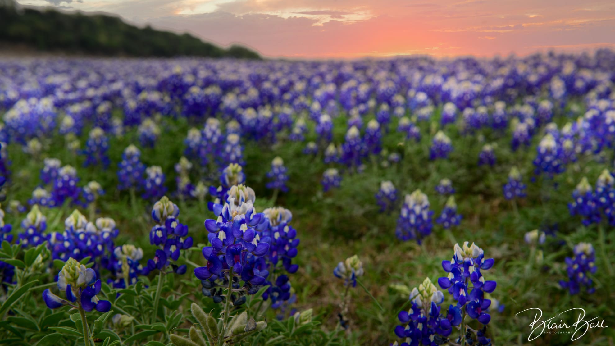 Texas Bluebonnets Hill Country