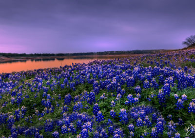 Texas Bluebonnets Golden Reflections - ©Blair Ball Photography Image