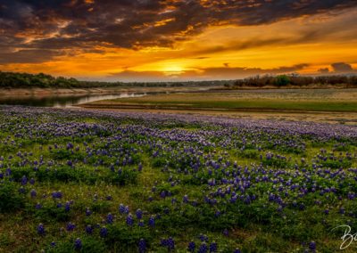 Texas Bluebonnets Sunrise - ©Blair Ball Photography Image