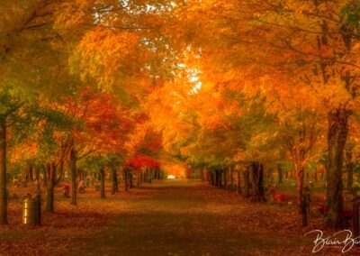 Arkansas Sugar Maples in Fall_Mixed Media PS_©Blair Ball Photography Image