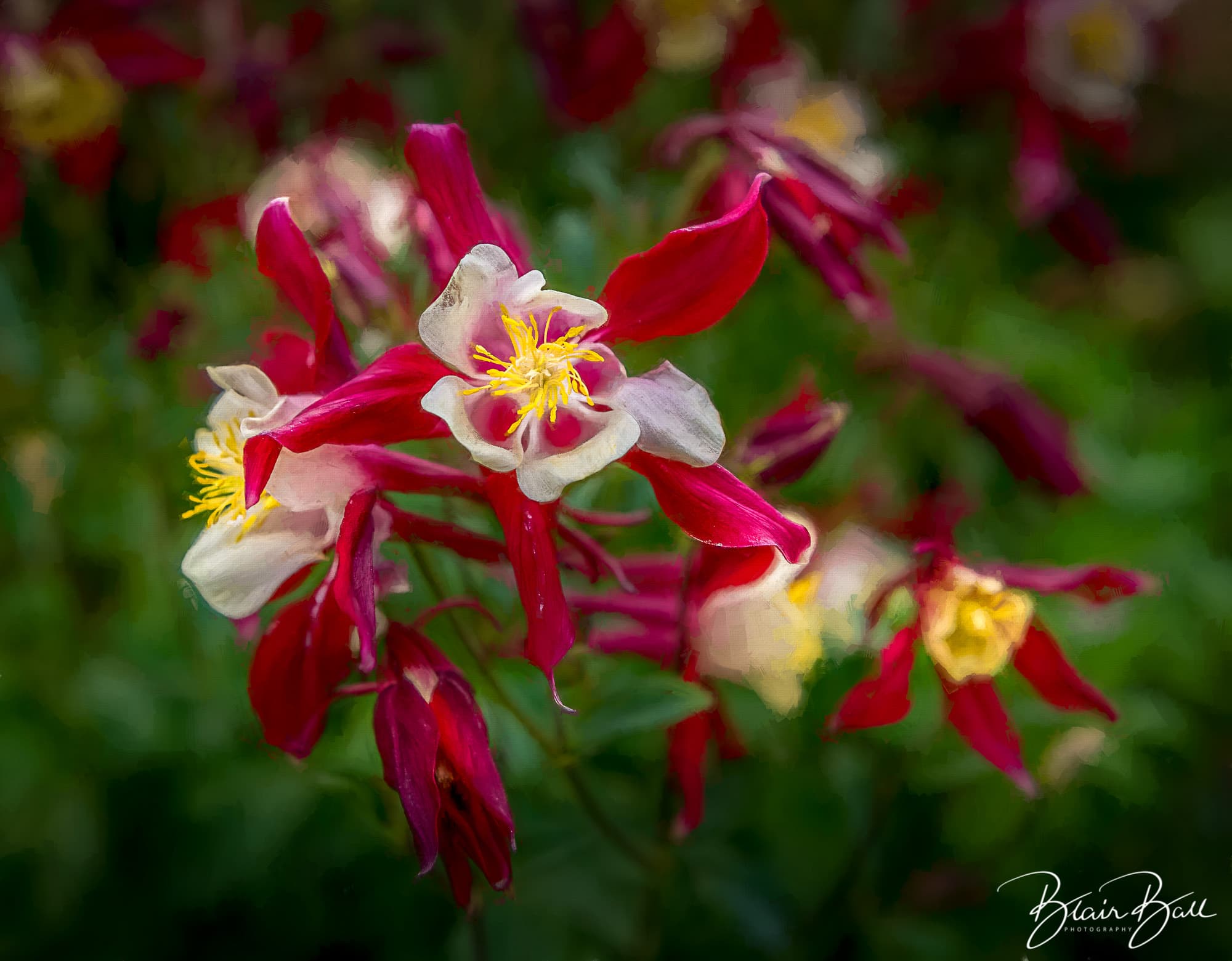 Colorado Columbine Wildflower - ©Blair Ball Photography Image