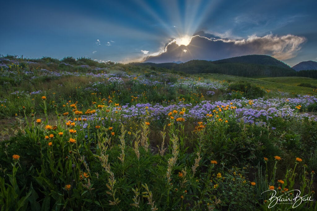 Colorado Wildflowers Sunset Rays - ©Blair Ball Photography Image