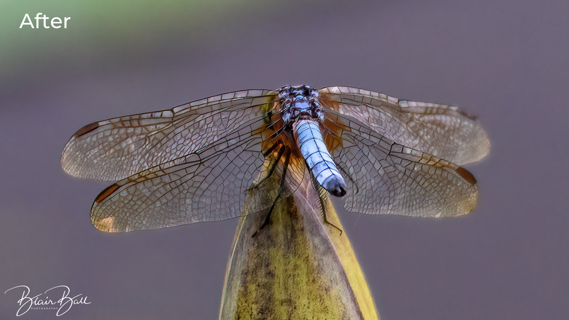 Reelfoot Dragon Fly Before-After Topaz Sharpen AI - ©Blair Ball Photography Image