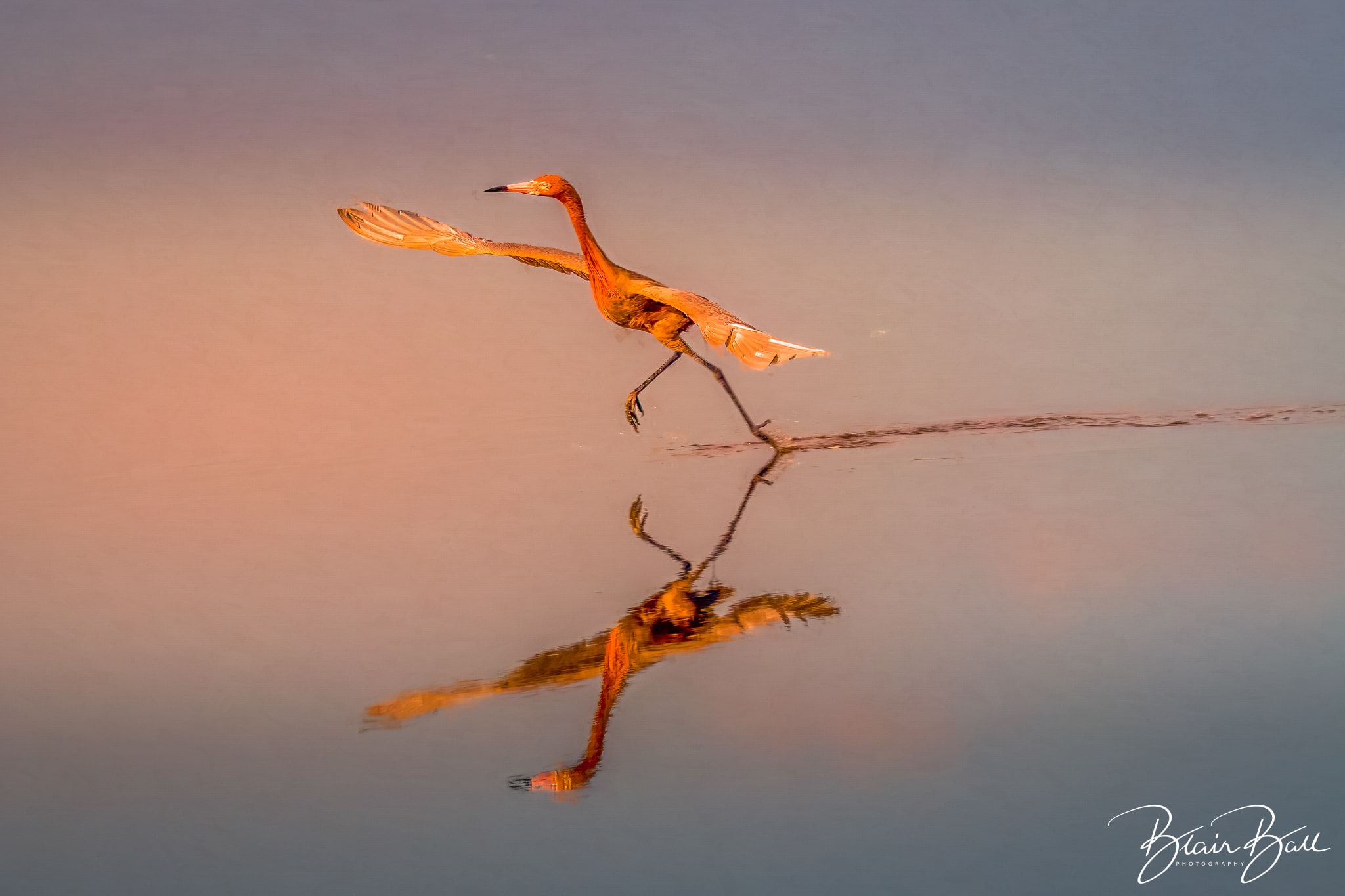 Red Egret Dancing on Water at Sunset- Florida Wetlands - Mixed Media - © Blair Ball Photography