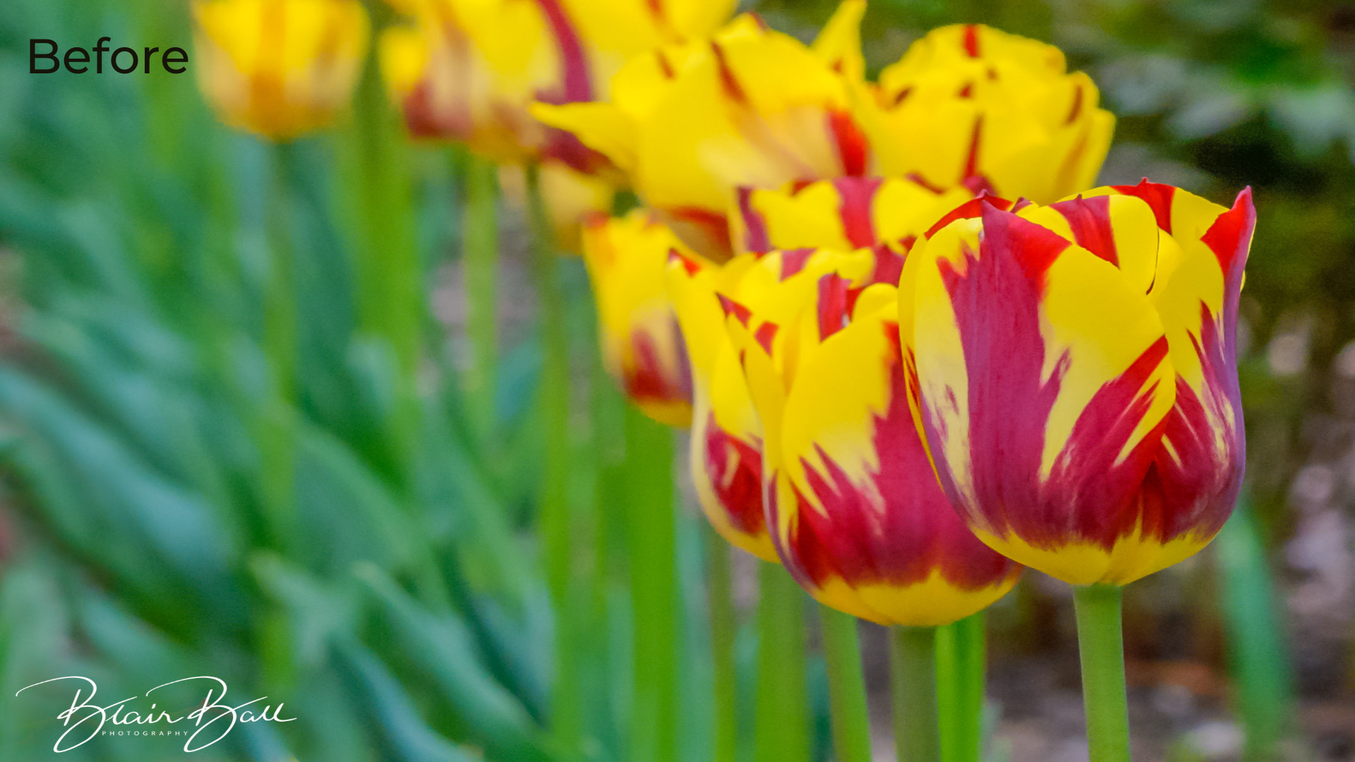 Memphis Botanic Garden Tulips Before - ©Blair Ball Photography Image