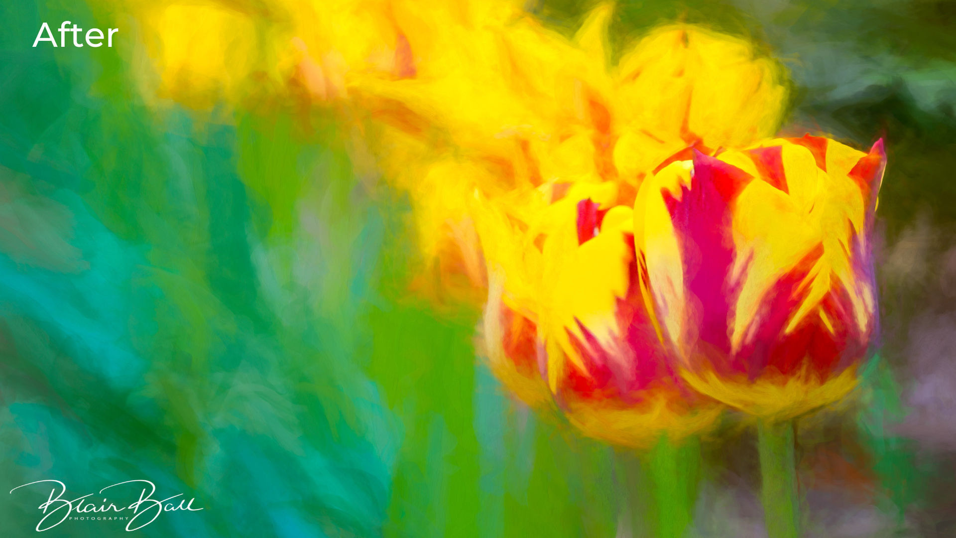 Memphis Botanic Garden Tulips After - ©Blair Ball Photography Image