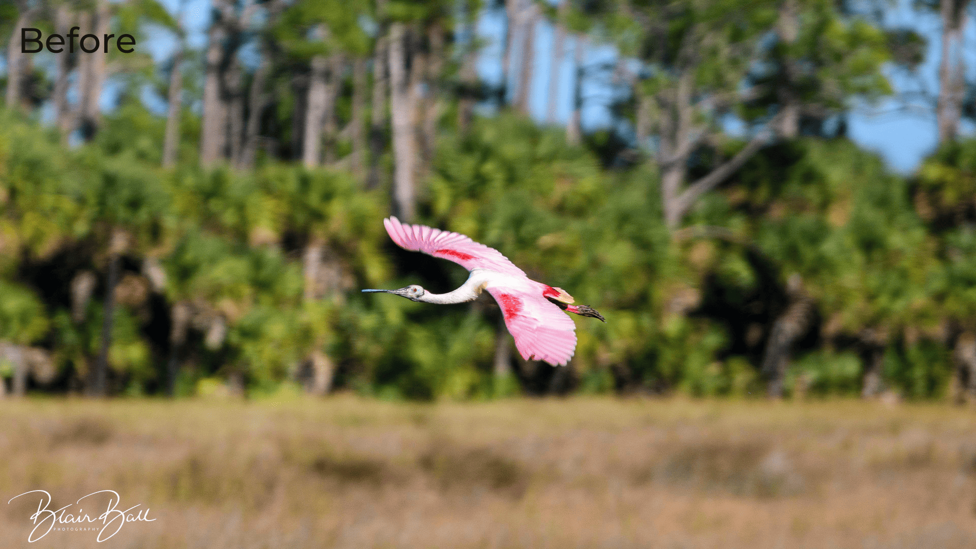 Florida Roseate Spoonbill Florida Wetlands - Before - ©Blair Ball Photography Image