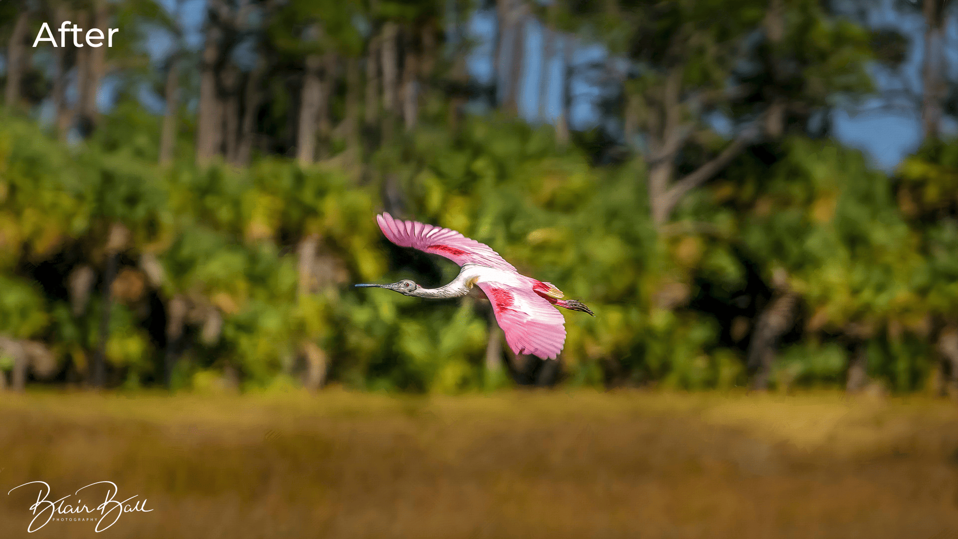 Florida Roseate Spoonbill Florida Wetlands - After - ©Blair Ball Photography Image