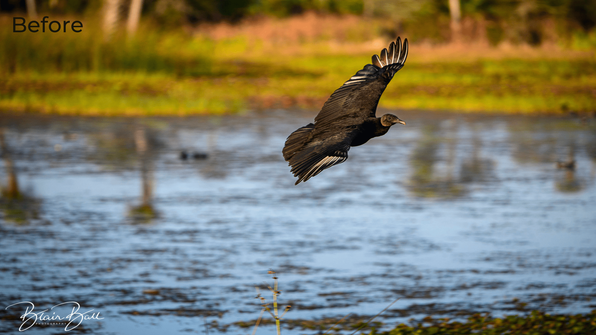 Florida Turkey Vulture Florida Wetlands - Before - ©Blair Ball Photography Image