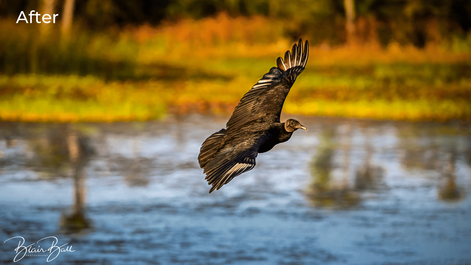 Florida Turkey Vulture Florida Wetlands - After - ©Blair Ball Photography Image