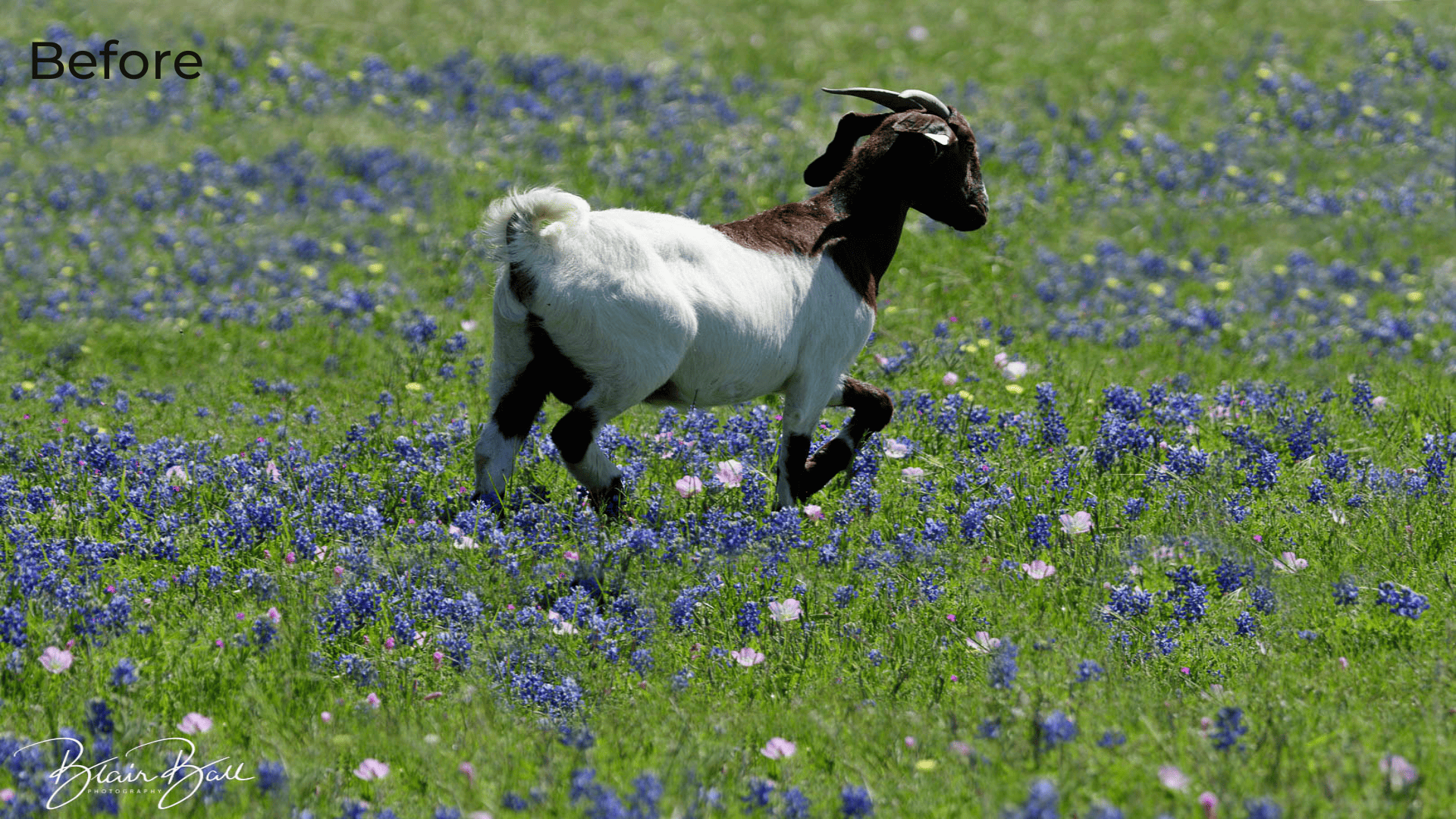 Texas Goat in Field of Bluebonnets - Before - ©Blair Ball Photography Image