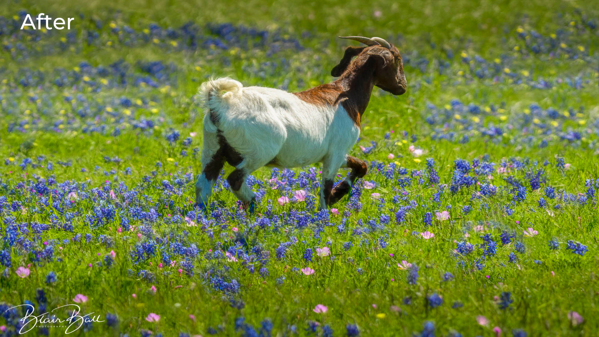 Texas Goat in Field of Bluebonnets - After - ©Blair Ball Photography Image