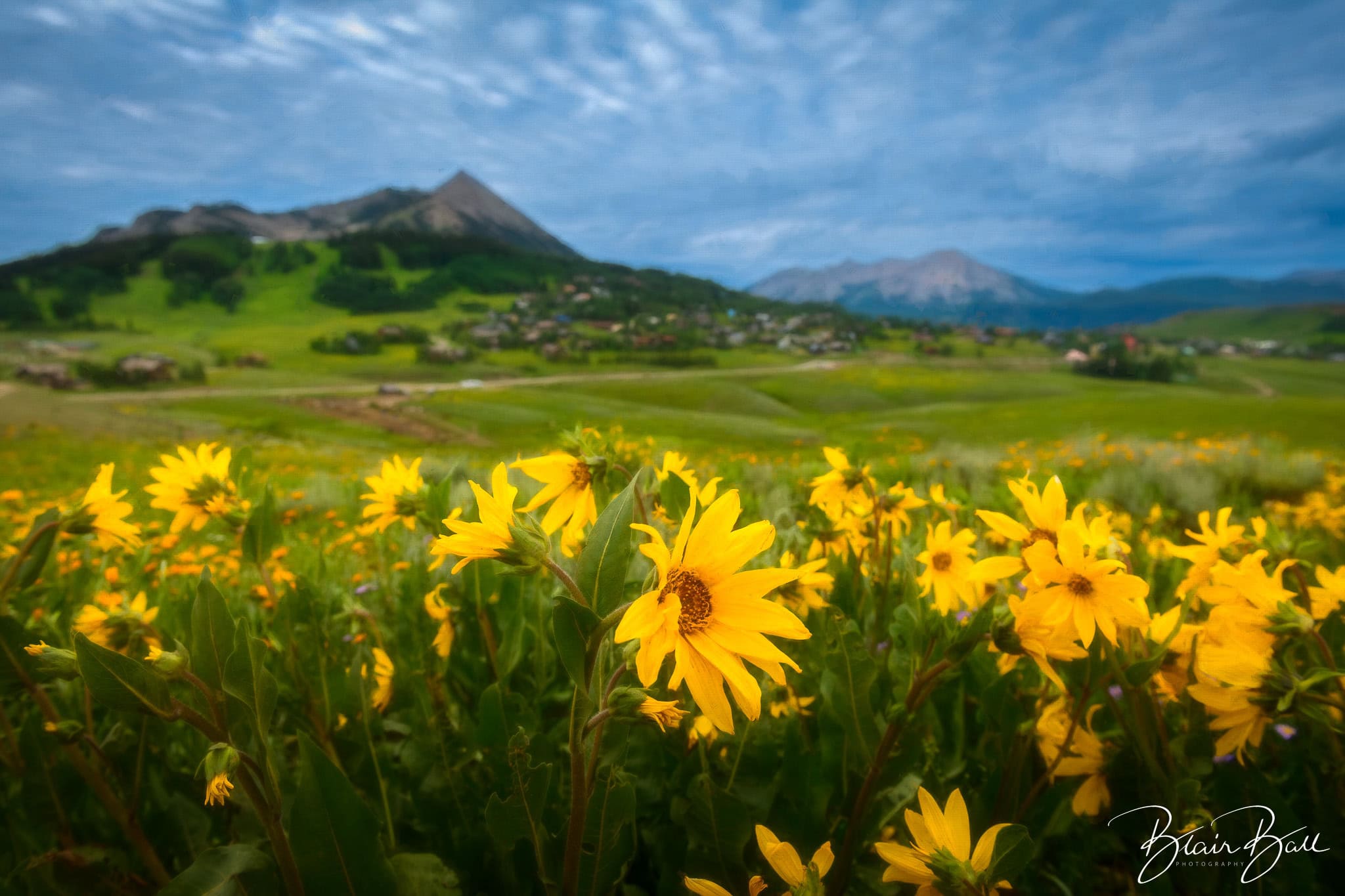 Colorado sunflowers and wildflowers near Crested Butte during wildflower season. 