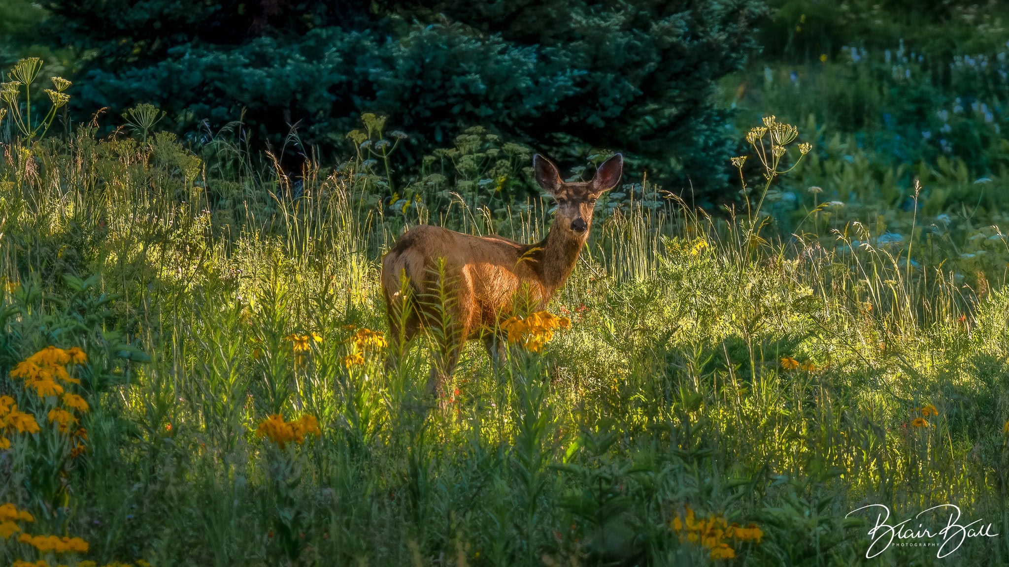 Colorado deer in field of wildflowers near Beaver Lake in Colorado.
