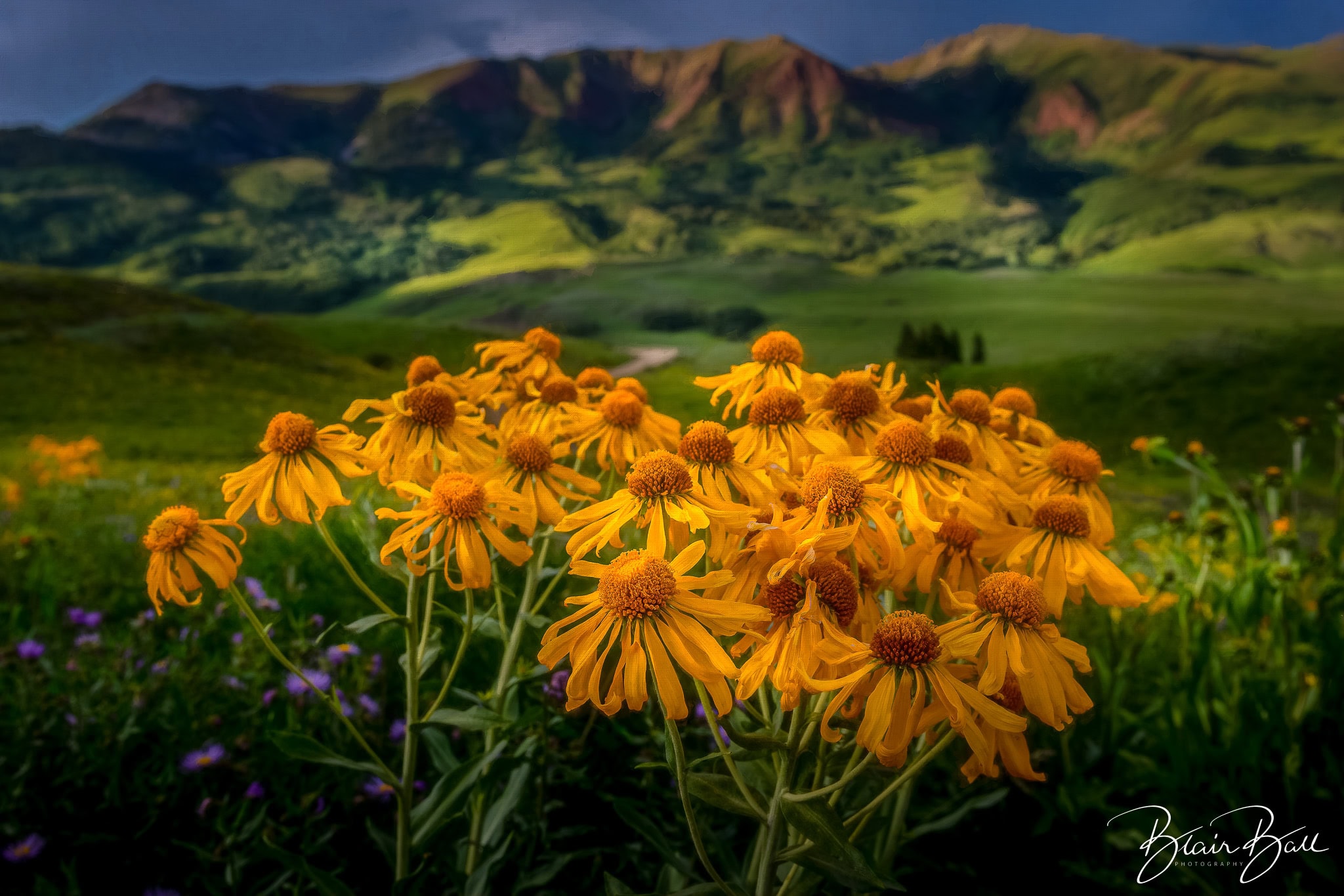 Colorado sneezeweed wildflowers near Crested Butte Colorado.