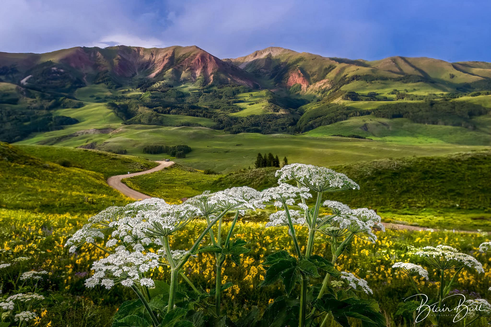 Colorado Wildflower cow parsnip near Crested Butte Colorado. 