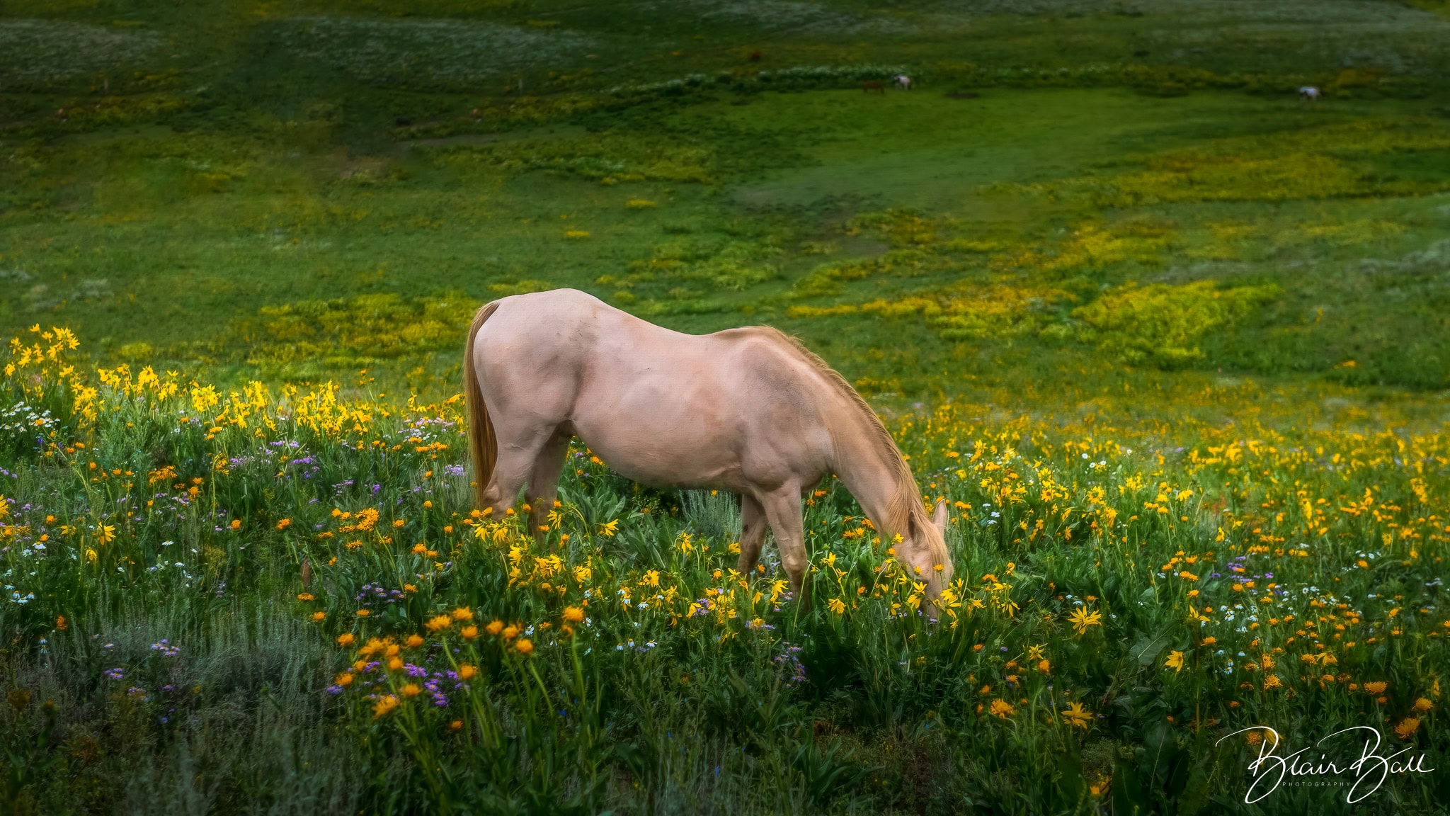Colorado horse grazing in field of Colorado wildflowers near Crested Butte Colorado. 