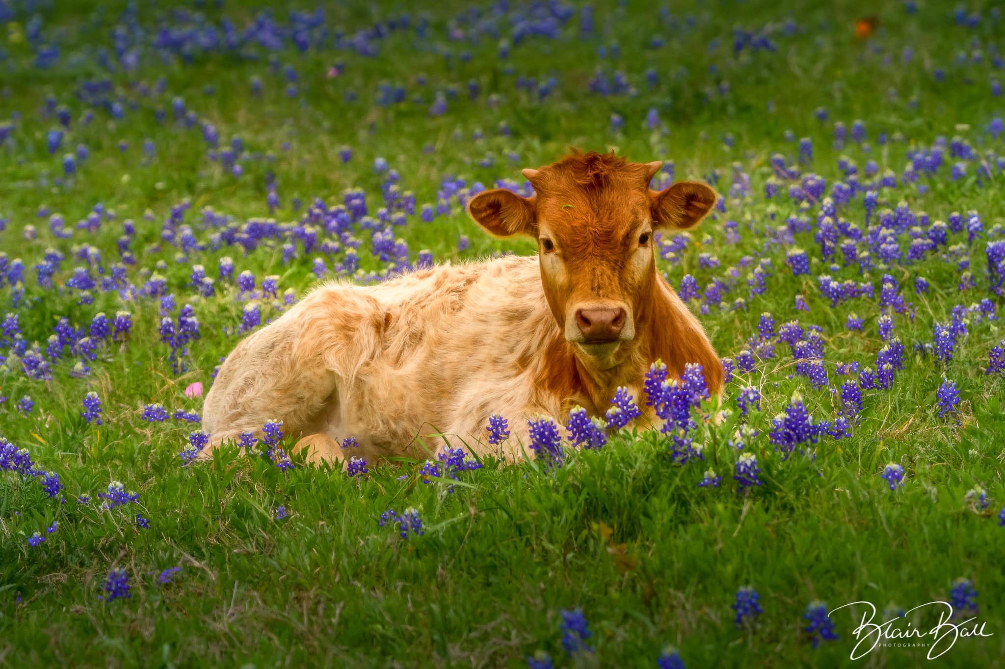Texas baby longhorn in field of bluebonnets outside of Brenham Texas. 