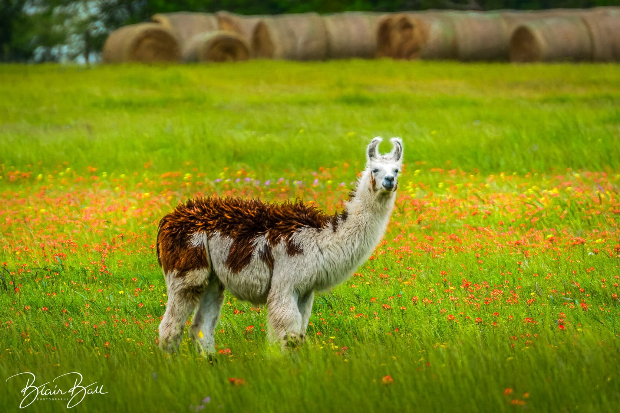 Texas Llama in field of bluebonnets and wildflowers in Texas. 